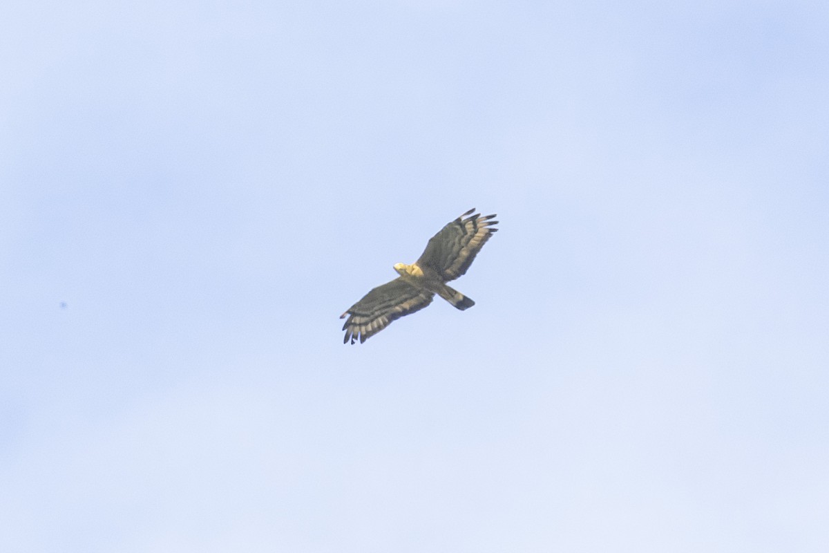 Хохлатый осоед (orientalis) - ML645329352