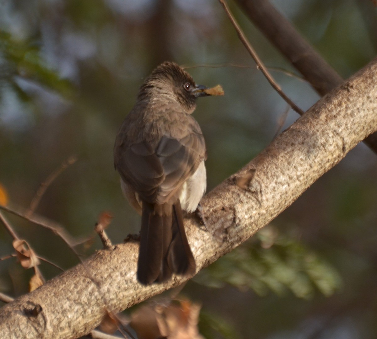 Common Bulbul - ML645329360