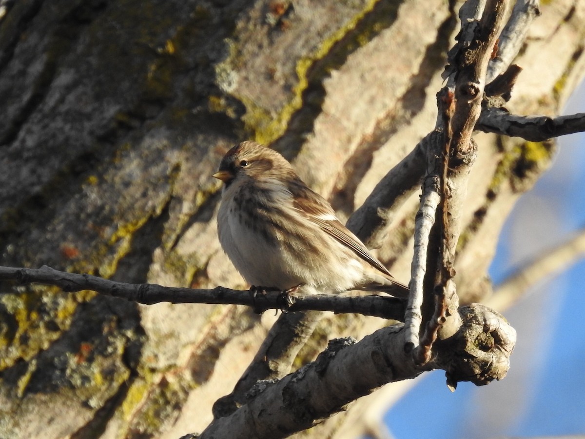 čečetka zimní (ssp. flammea/rostrata/islandica) - ML645329368