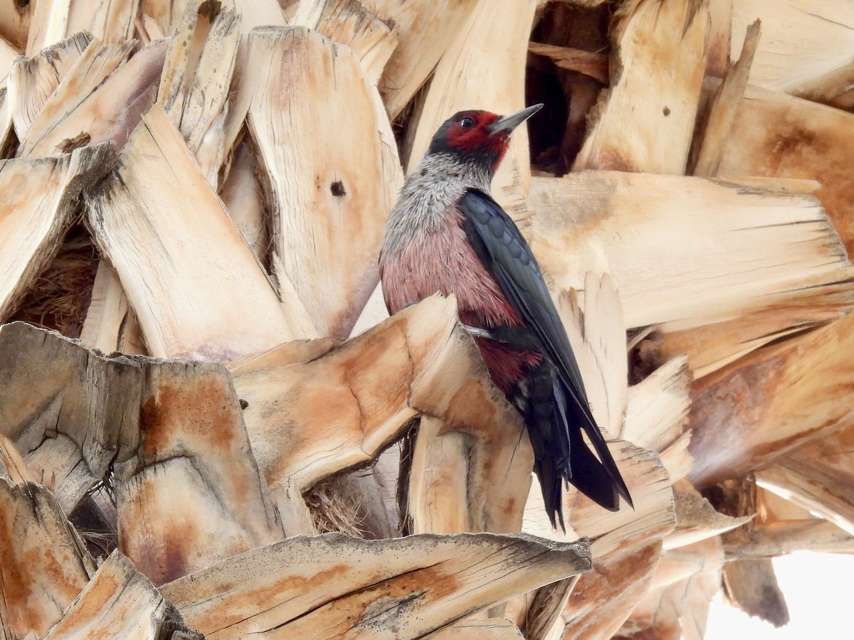 datel červenolící - ML645329371