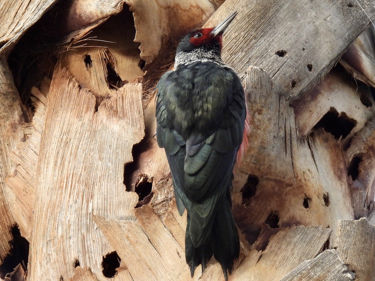 datel červenolící - ML645329372