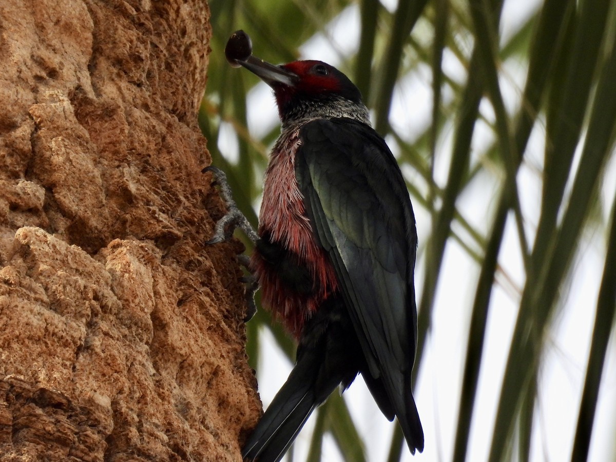 datel červenolící - ML645329373