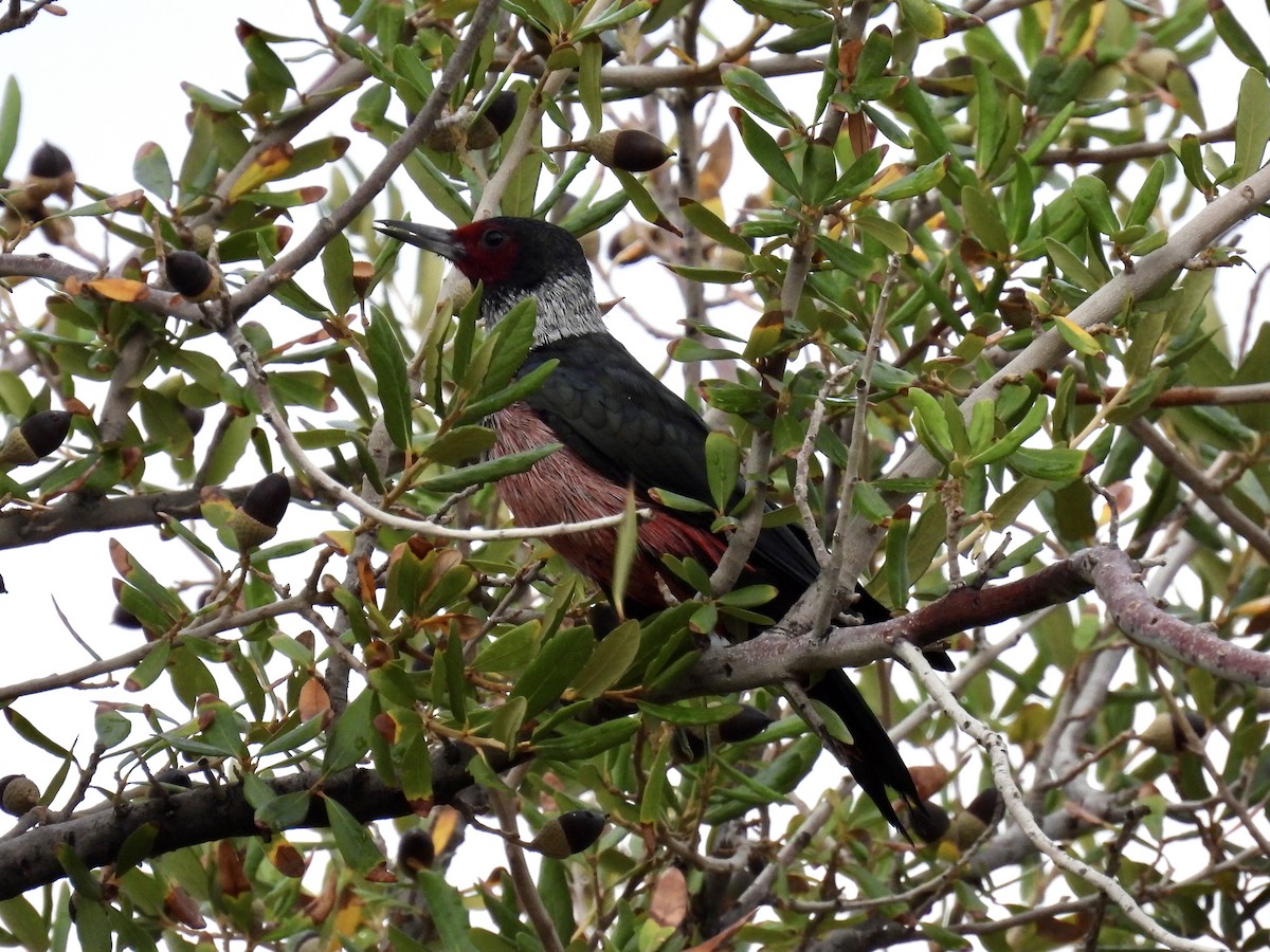 datel červenolící - ML645329374