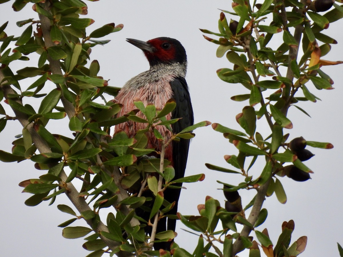 datel červenolící - ML645329380