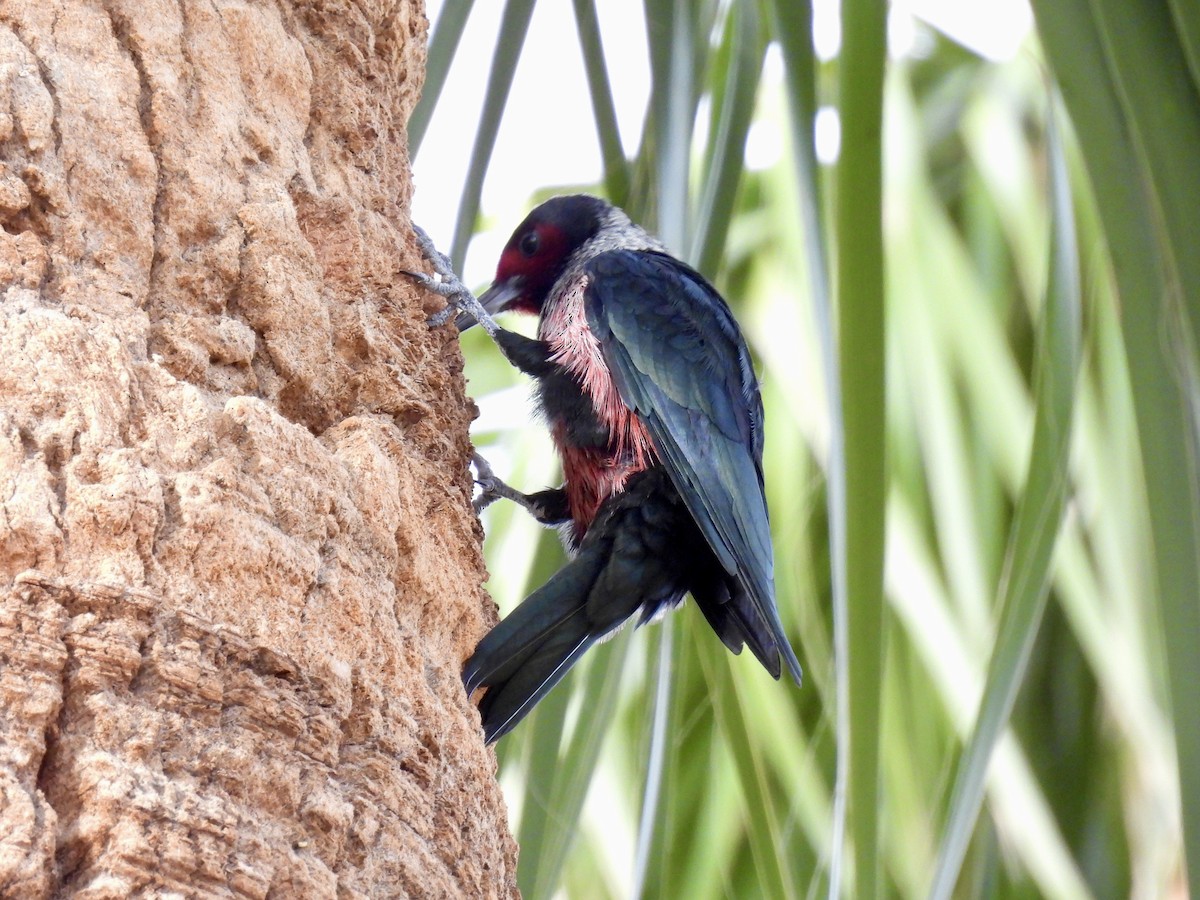 datel červenolící - ML645329381