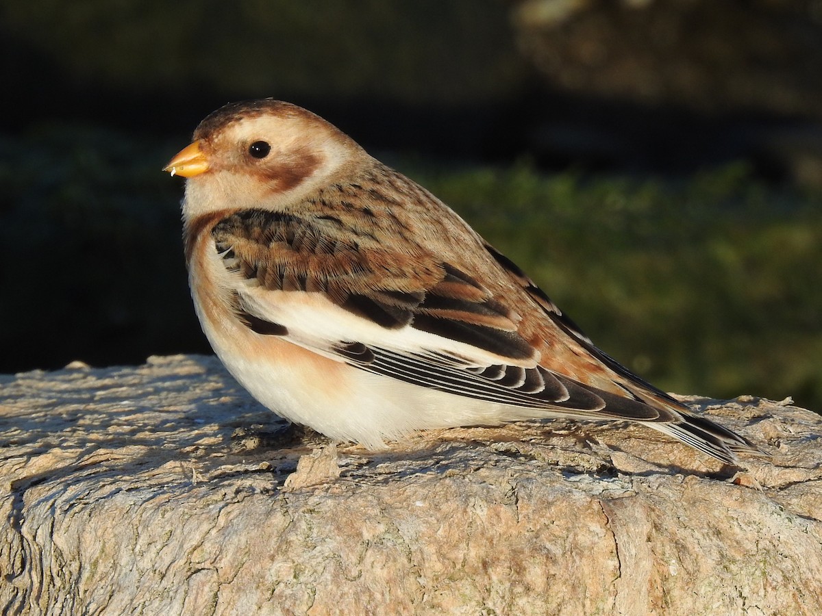 sněhule severní - ML645329385