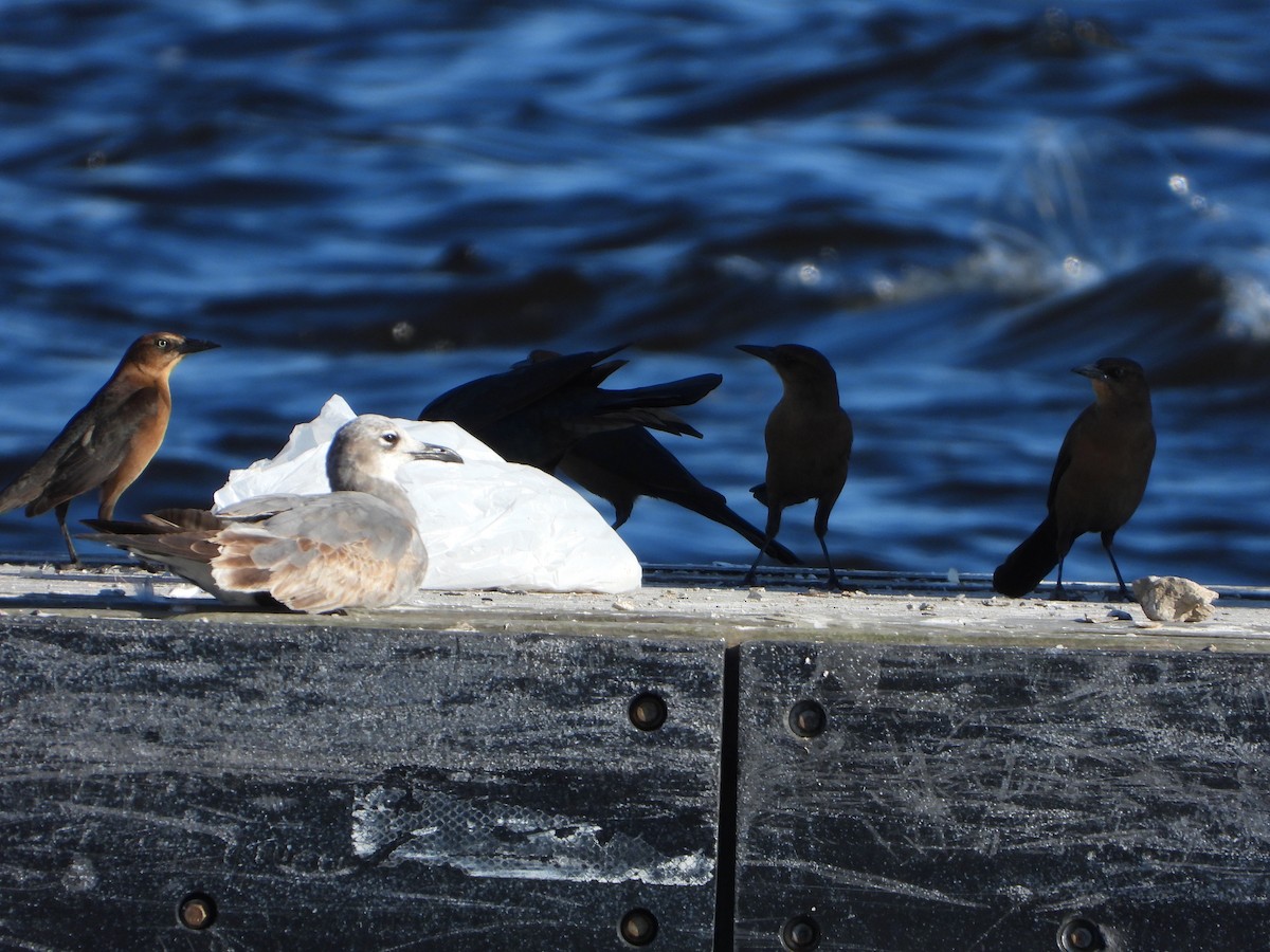 Gaviota Guanaguanare - ML645329390