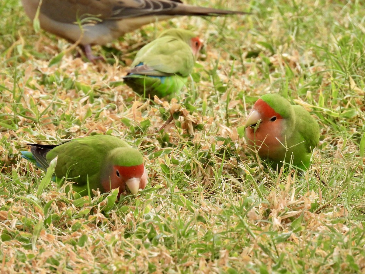 agapornis růžovohrdlý - ML645329413