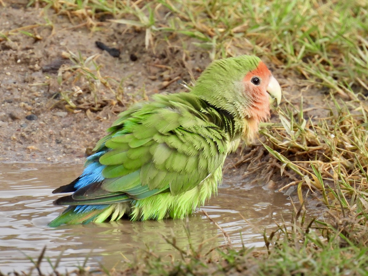 agapornis růžovohrdlý - ML645329414