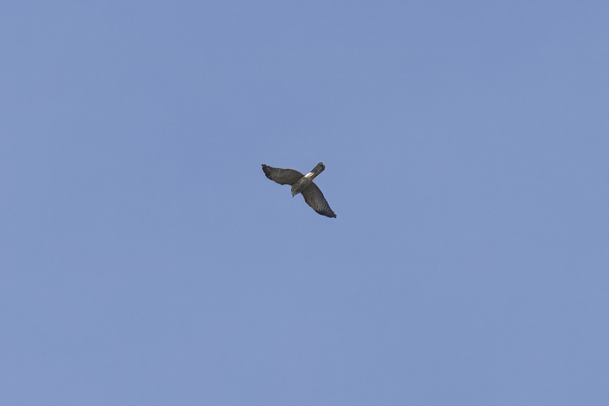 Китайский тювик - ML645329418