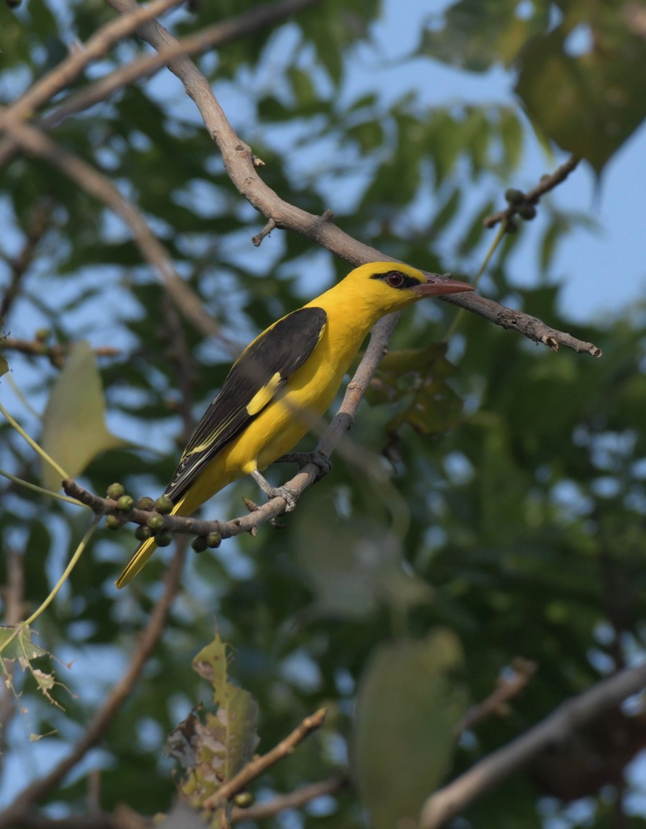 Indian Golden Oriole - ML645329420