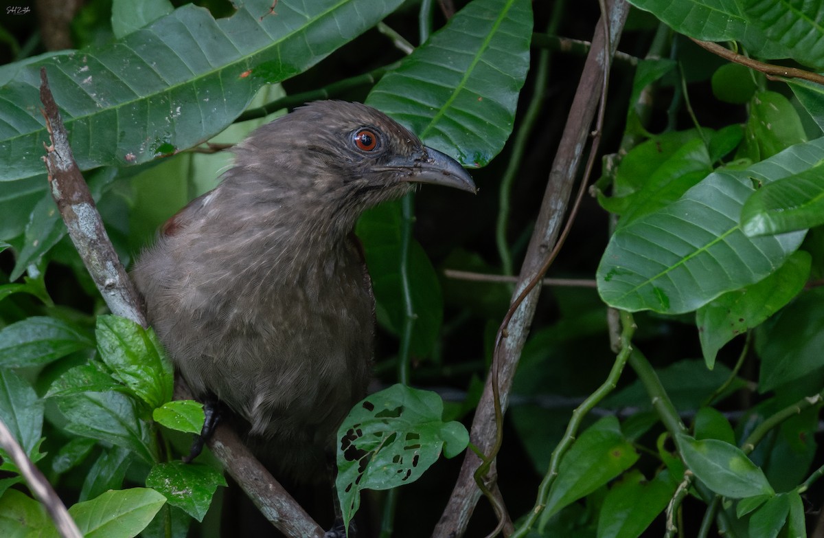 Andaman Coucal - ML645329430