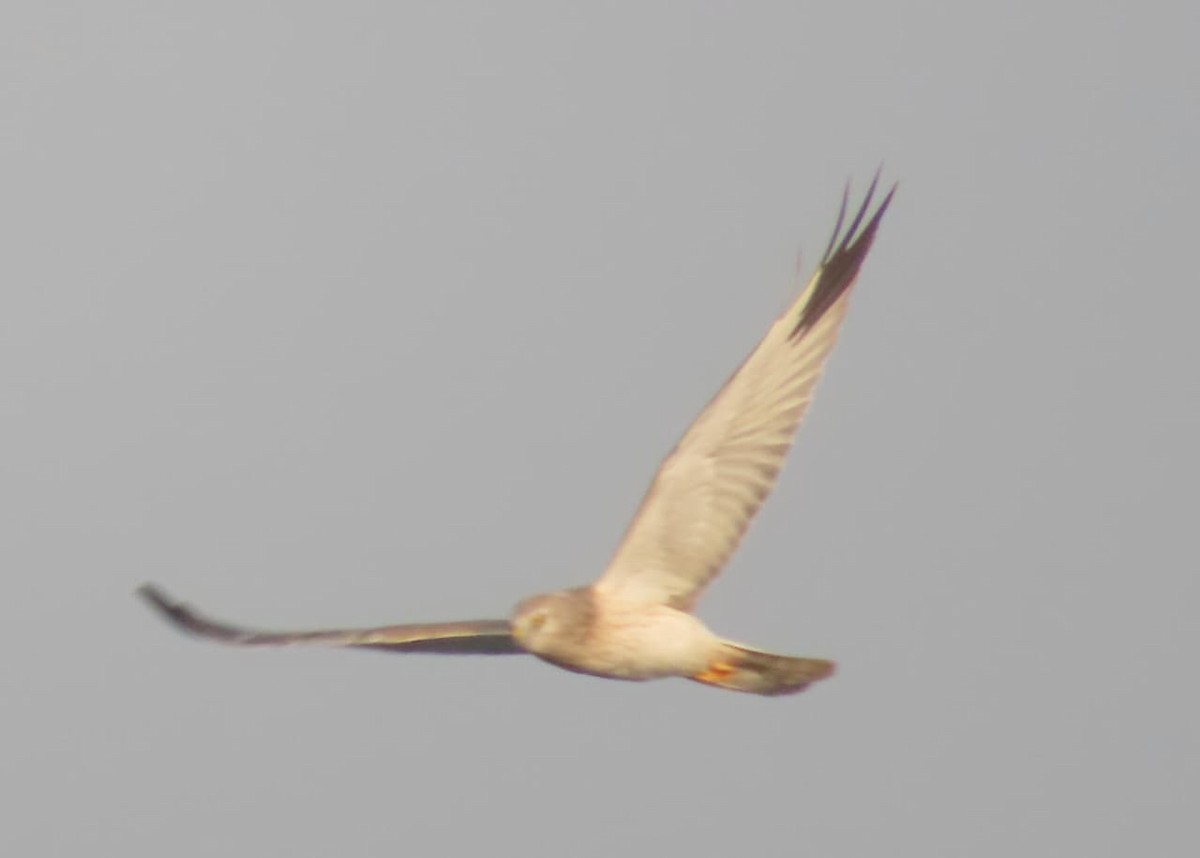 Aguilucho Papialbo - ML645329435