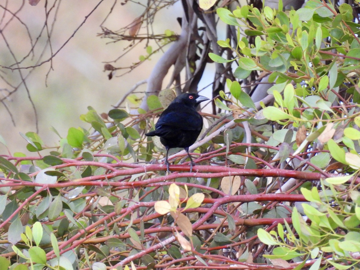 Bronzed Cowbird - ML645329442