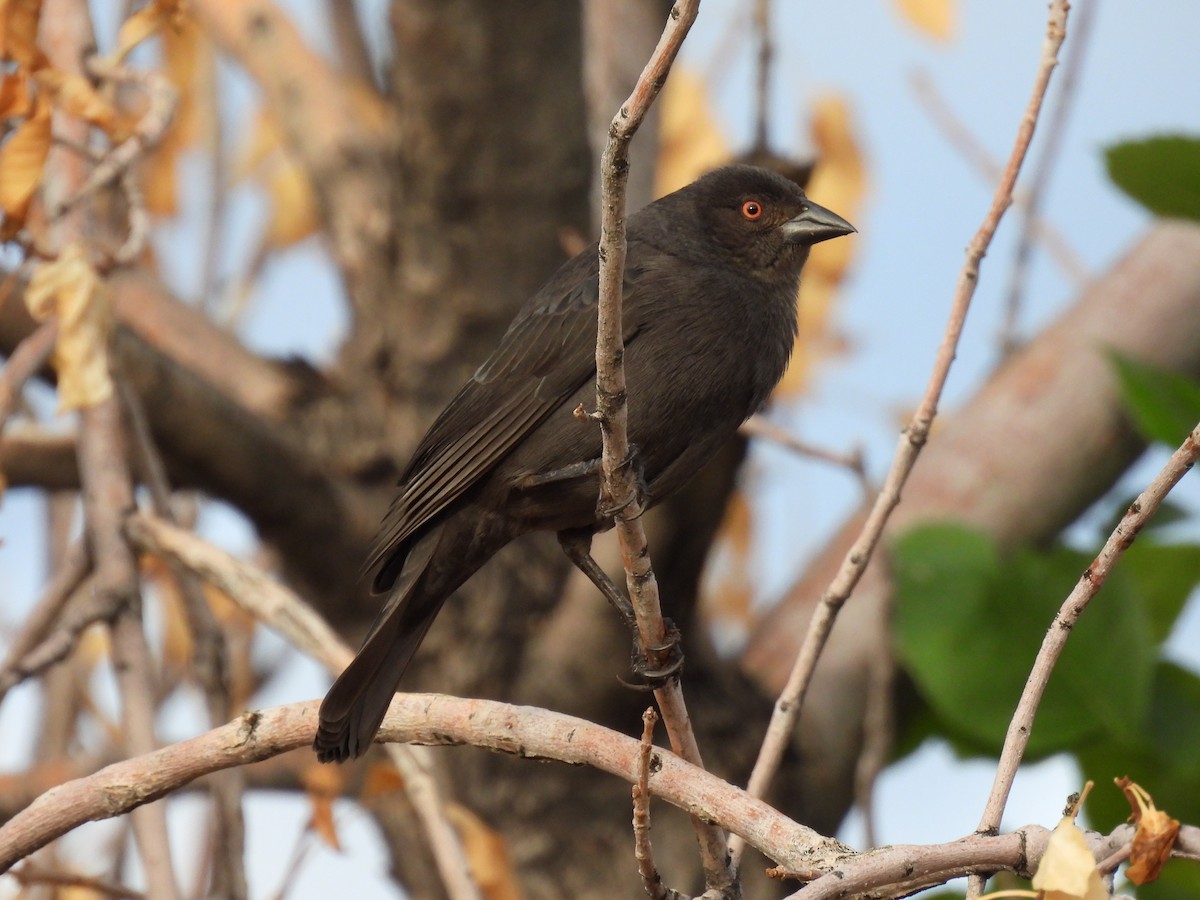 Bronzed Cowbird - ML645329443
