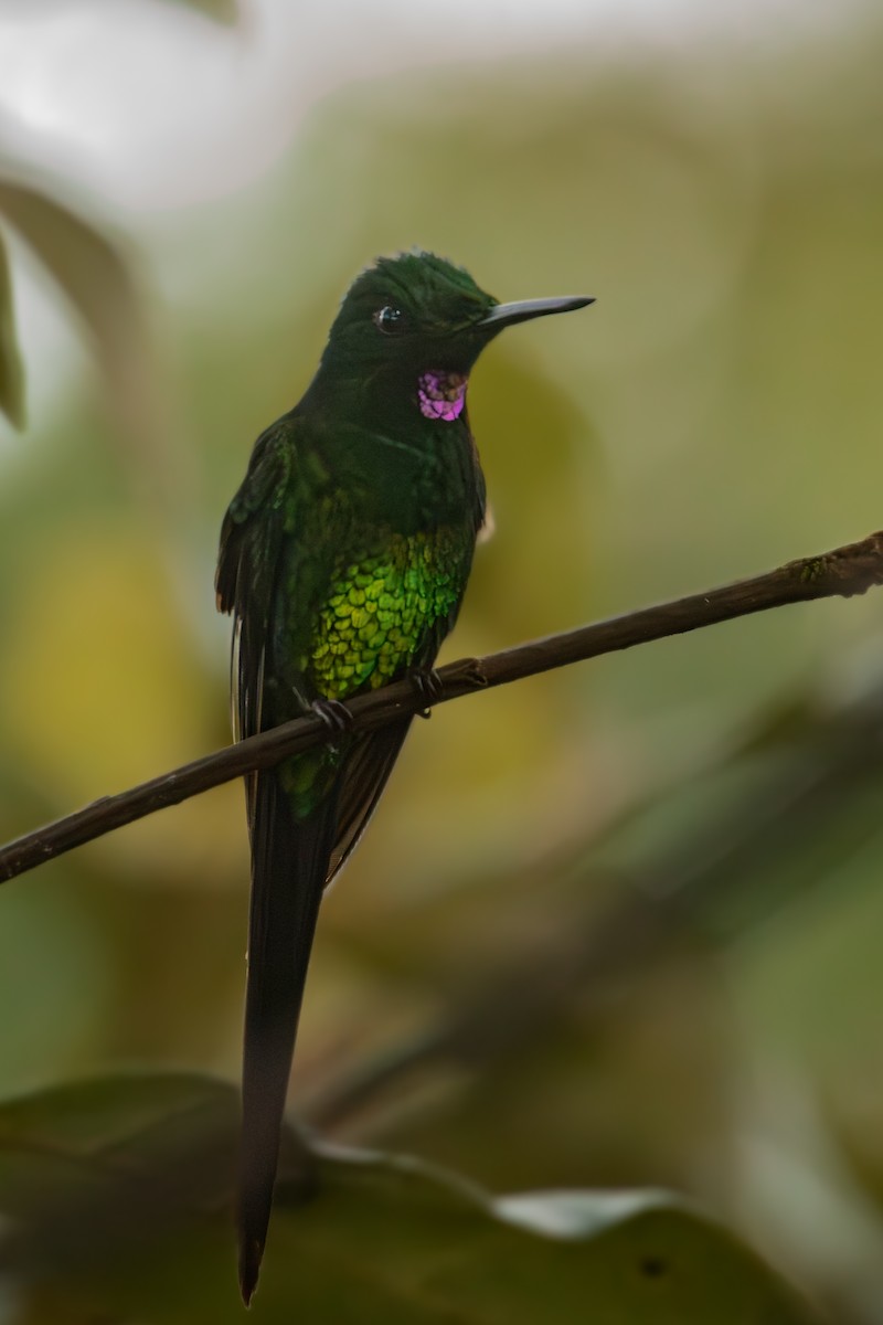 Brillant impératrice - ML645329467