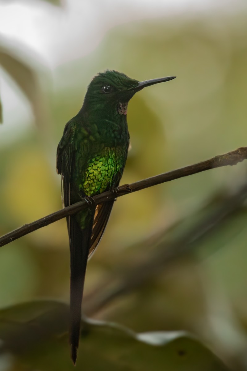 Brillant impératrice - ML645329468