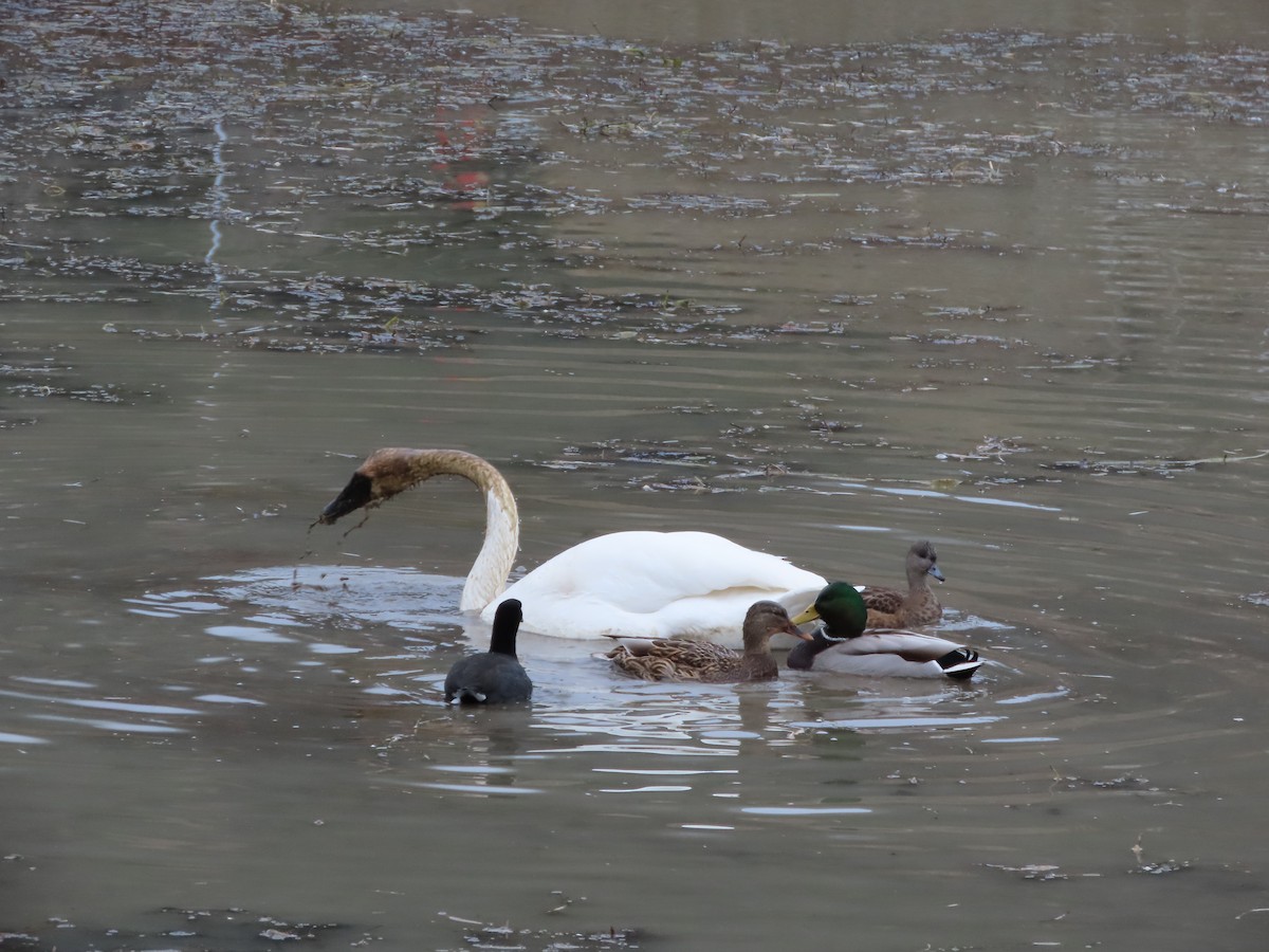 Cygne trompette - ML645329469