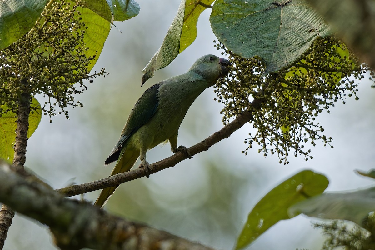 Perruche de Malabar - ML645329470