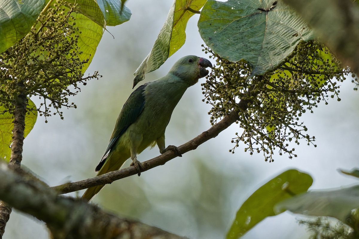 Perruche de Malabar - ML645329471