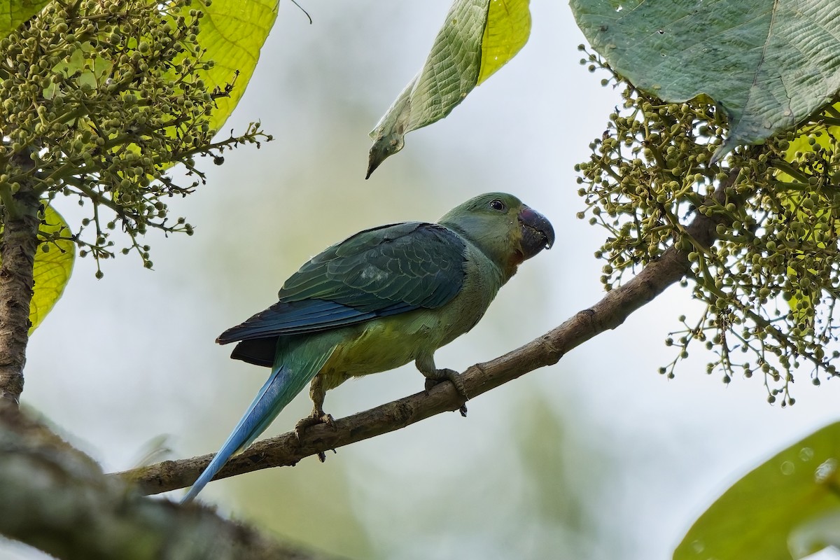 Perruche de Malabar - ML645329472