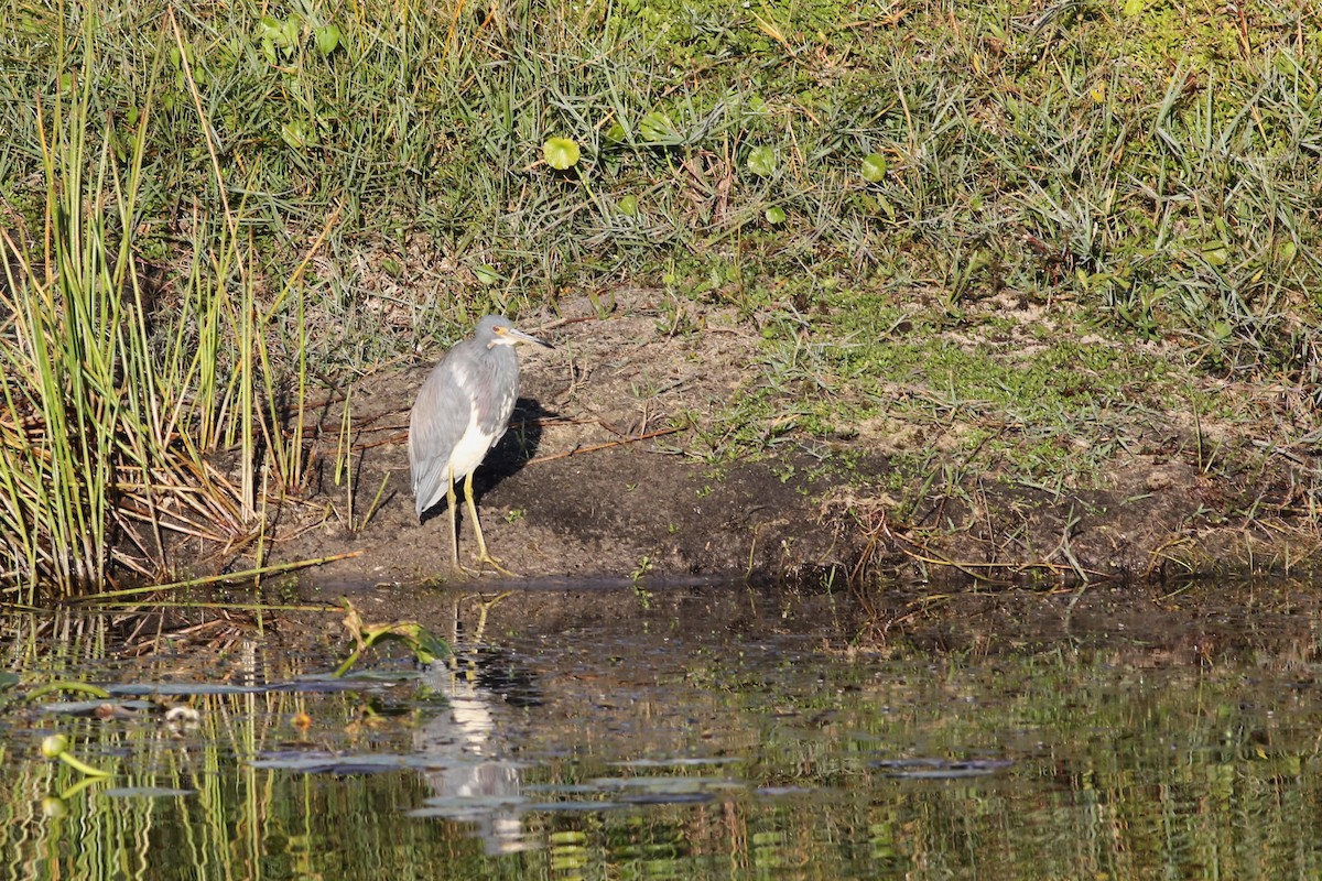 Aigrette tricolore - ML645329473