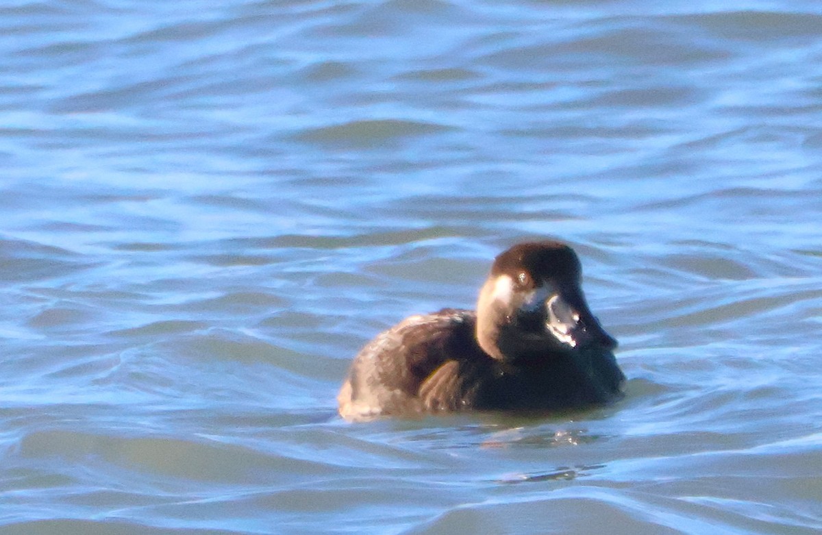 Macreuse à front blanc - ML645329474