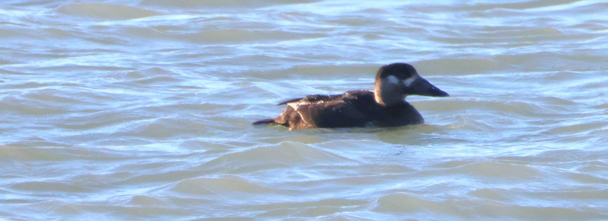 Macreuse à front blanc - ML645329475