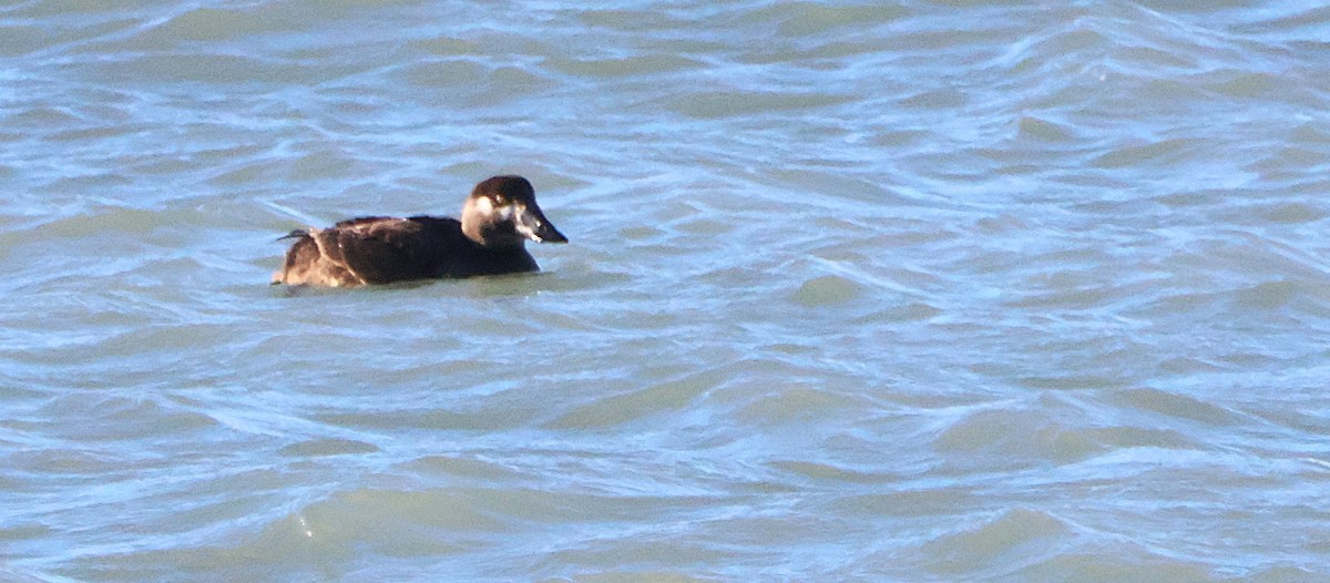 Macreuse à front blanc - ML645329476