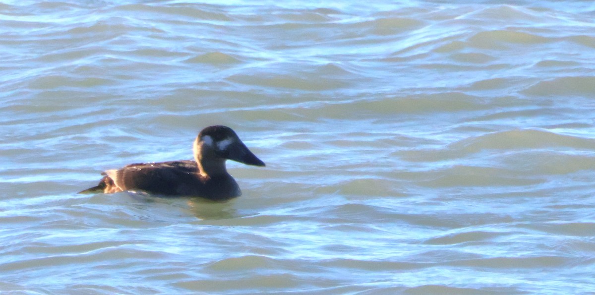 Macreuse à front blanc - ML645329477