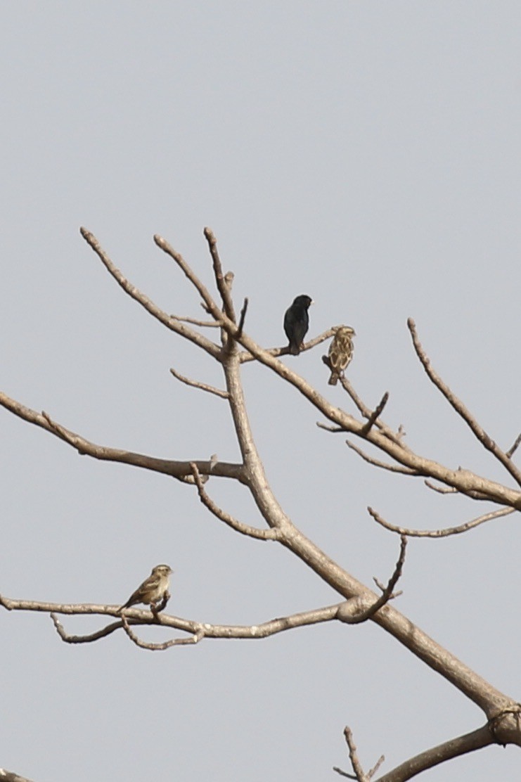 Combassou de Wilson - ML645329478