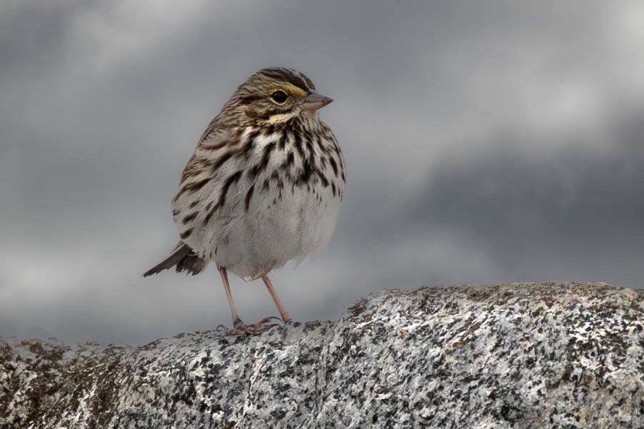 Bruant des prés - ML645329479