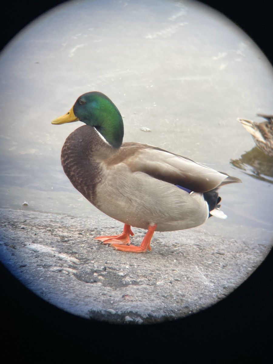 Canard colvert - ML645329481
