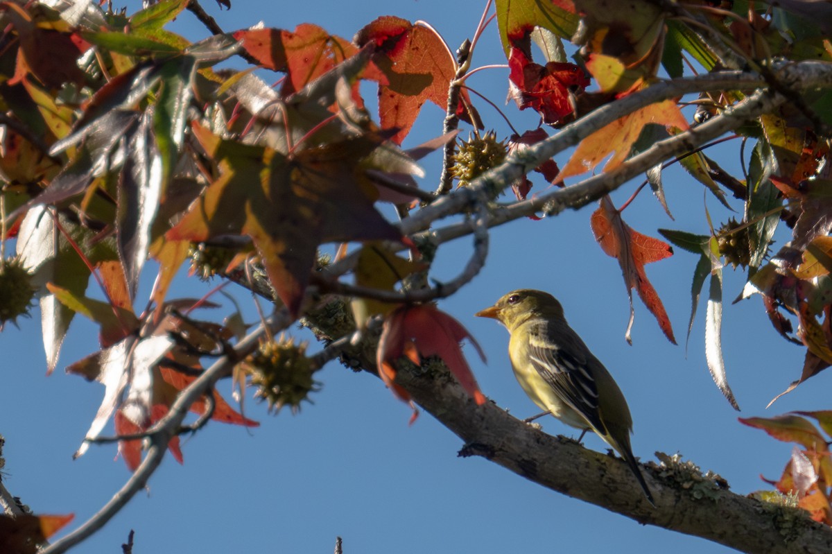 Oriole de Baltimore - ML645329482