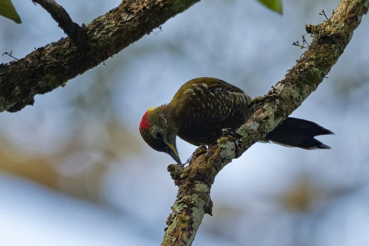 Pic à huppe jaune - ML645329483