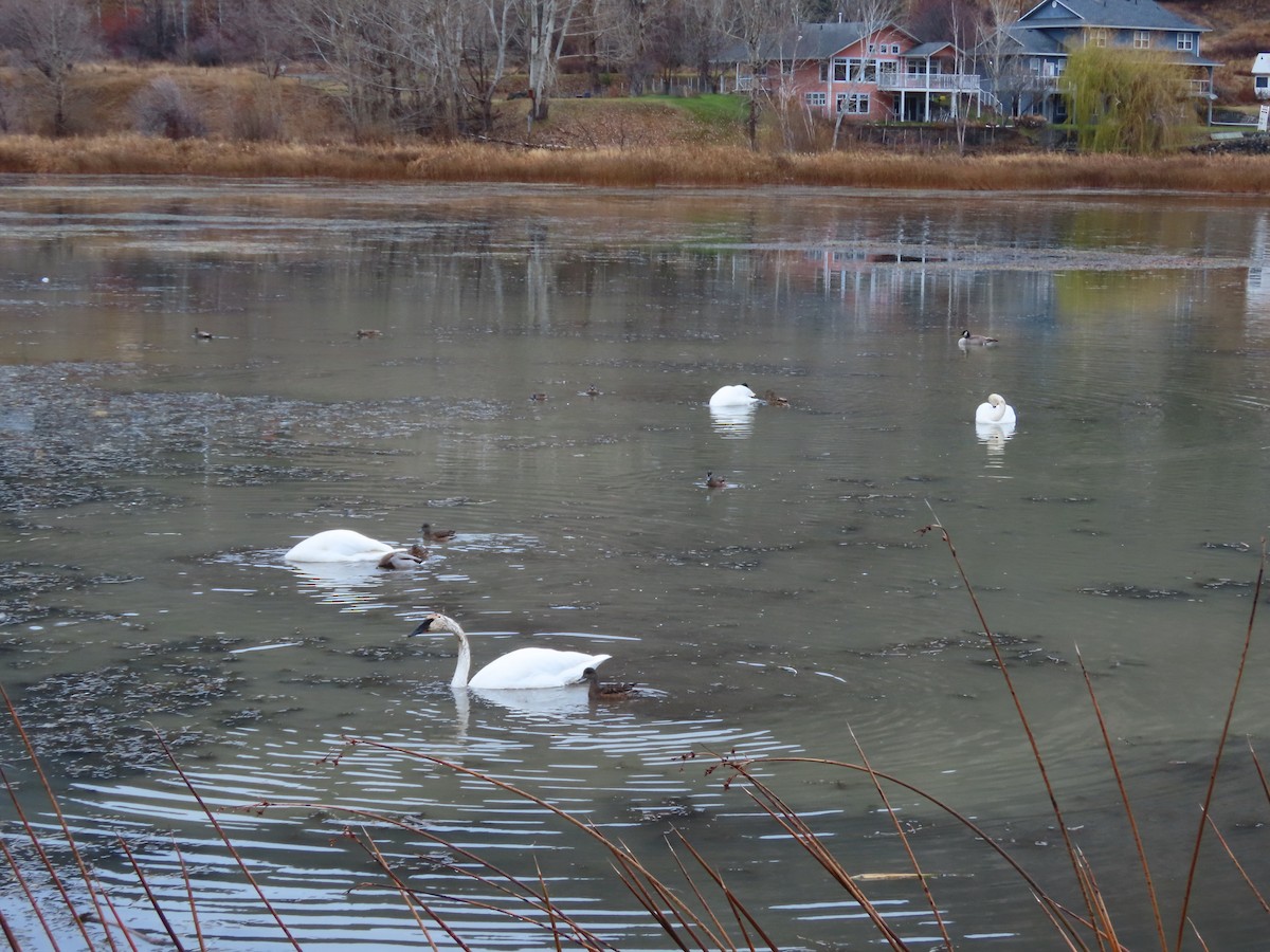 Cygne trompette - ML645329484