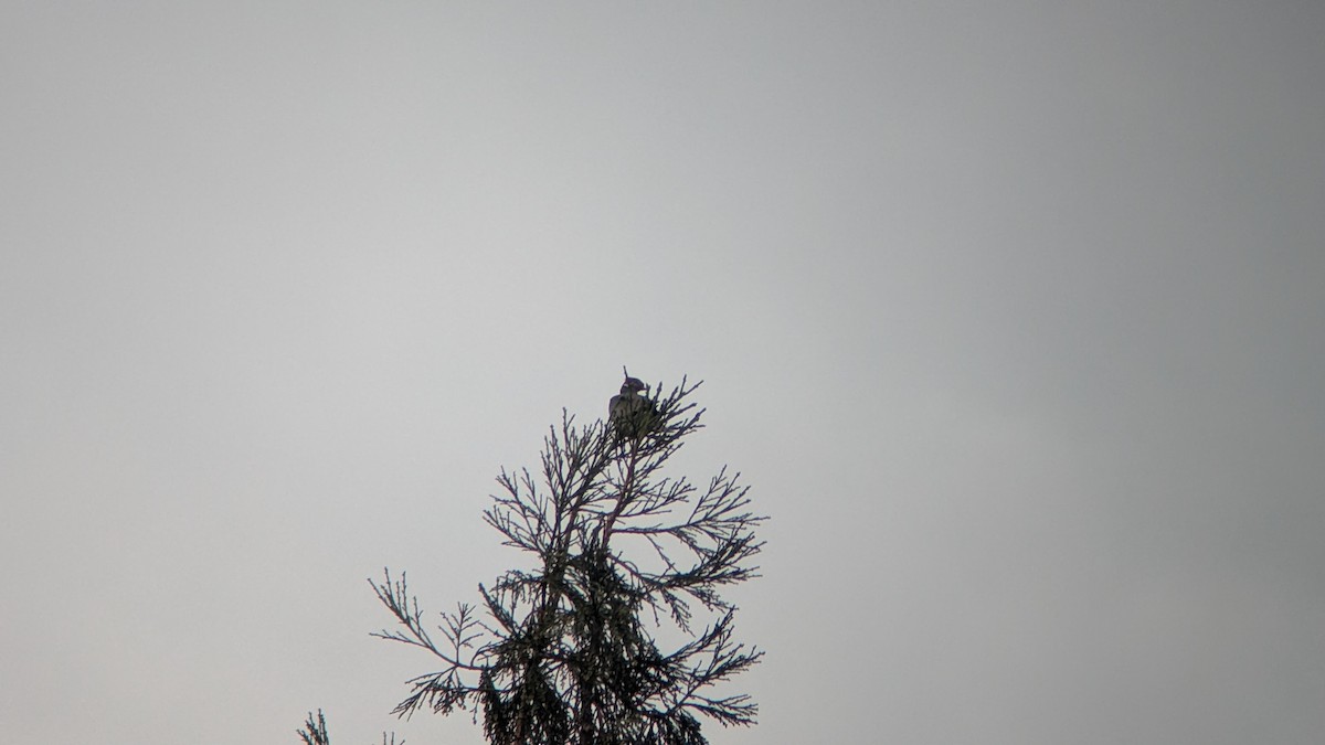 Pigeon à queue barrée - ML645329485