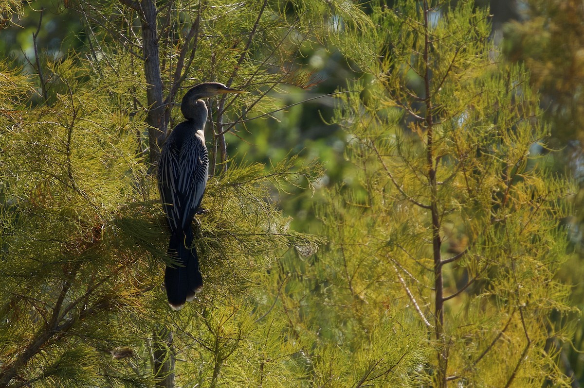 Anhinga d'Amérique - ML645329486