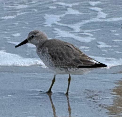 Bécasseau maubèche - ML645329487