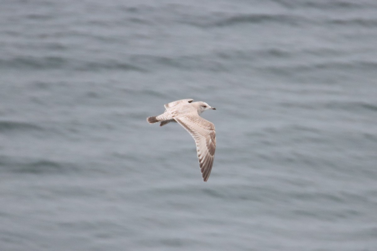 Goéland à bec court - ML645329488