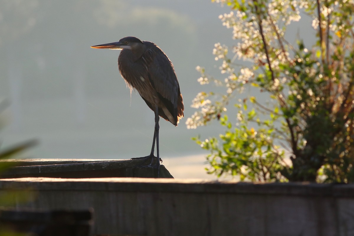 Grand Héron - ML645329492