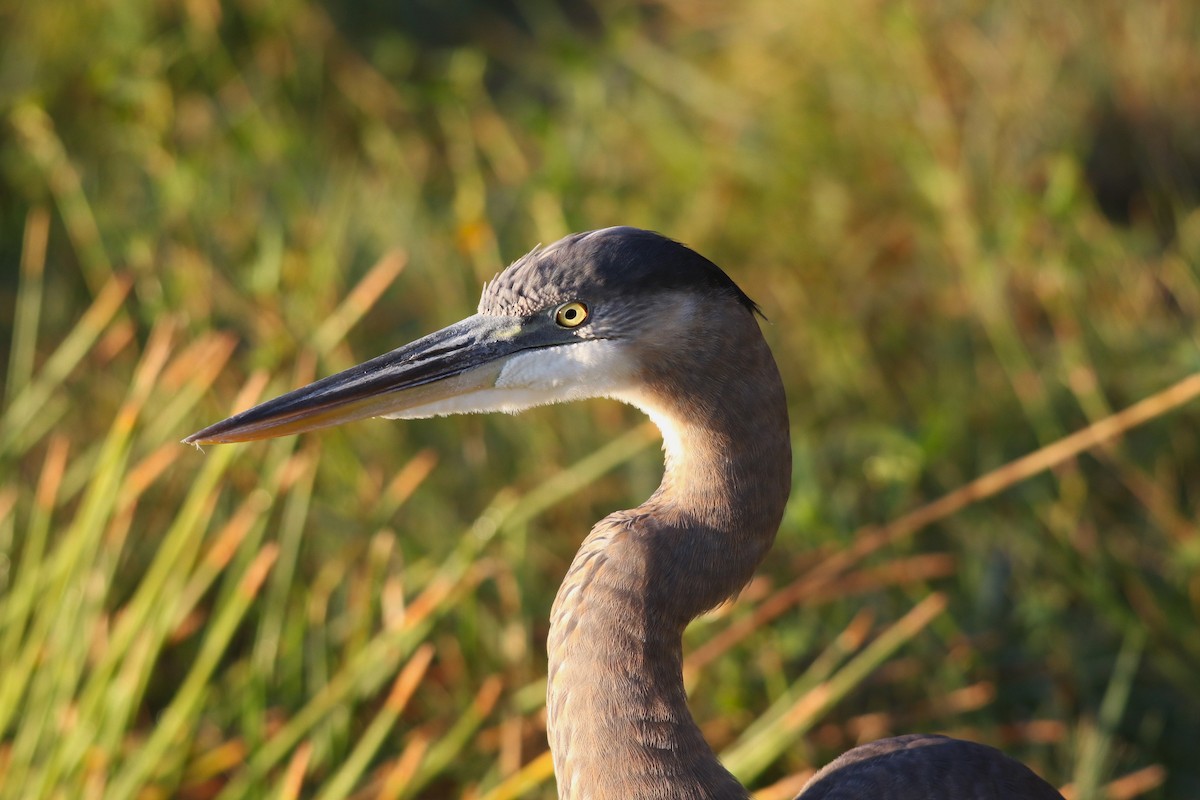 Grand Héron - ML645329493