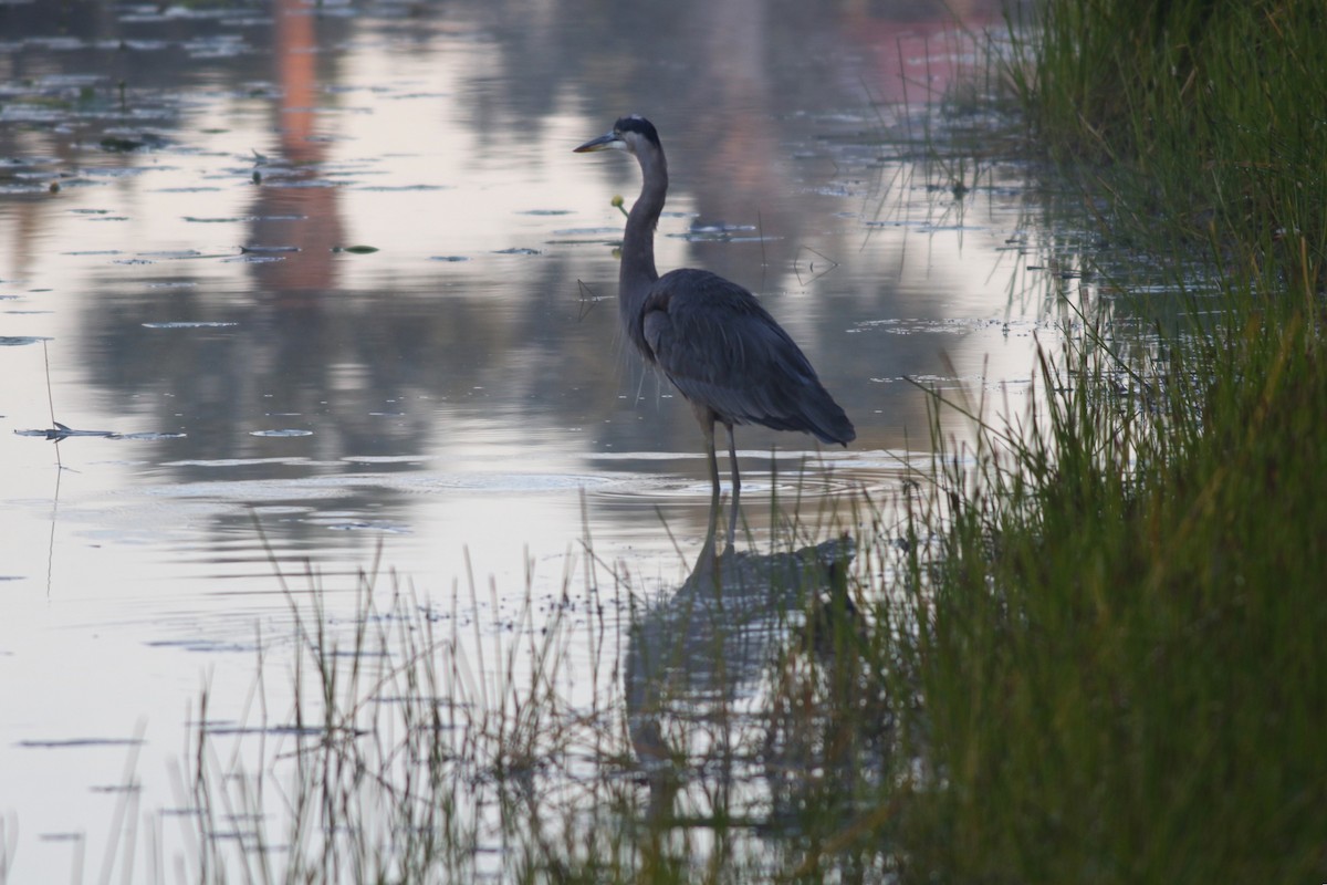 Grand Héron - ML645329494