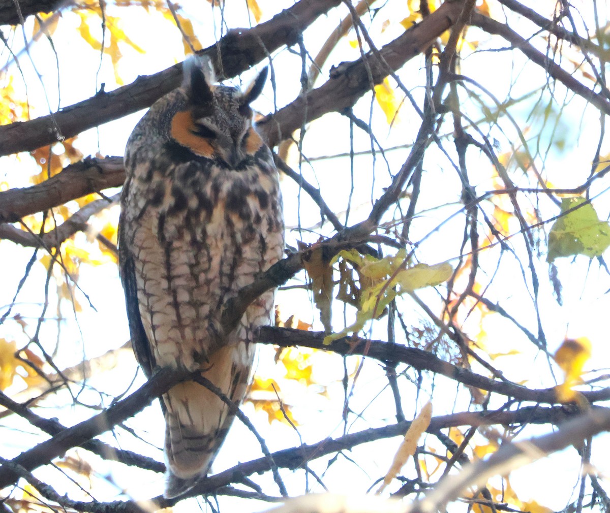 Hibou moyen-duc - ML645329495