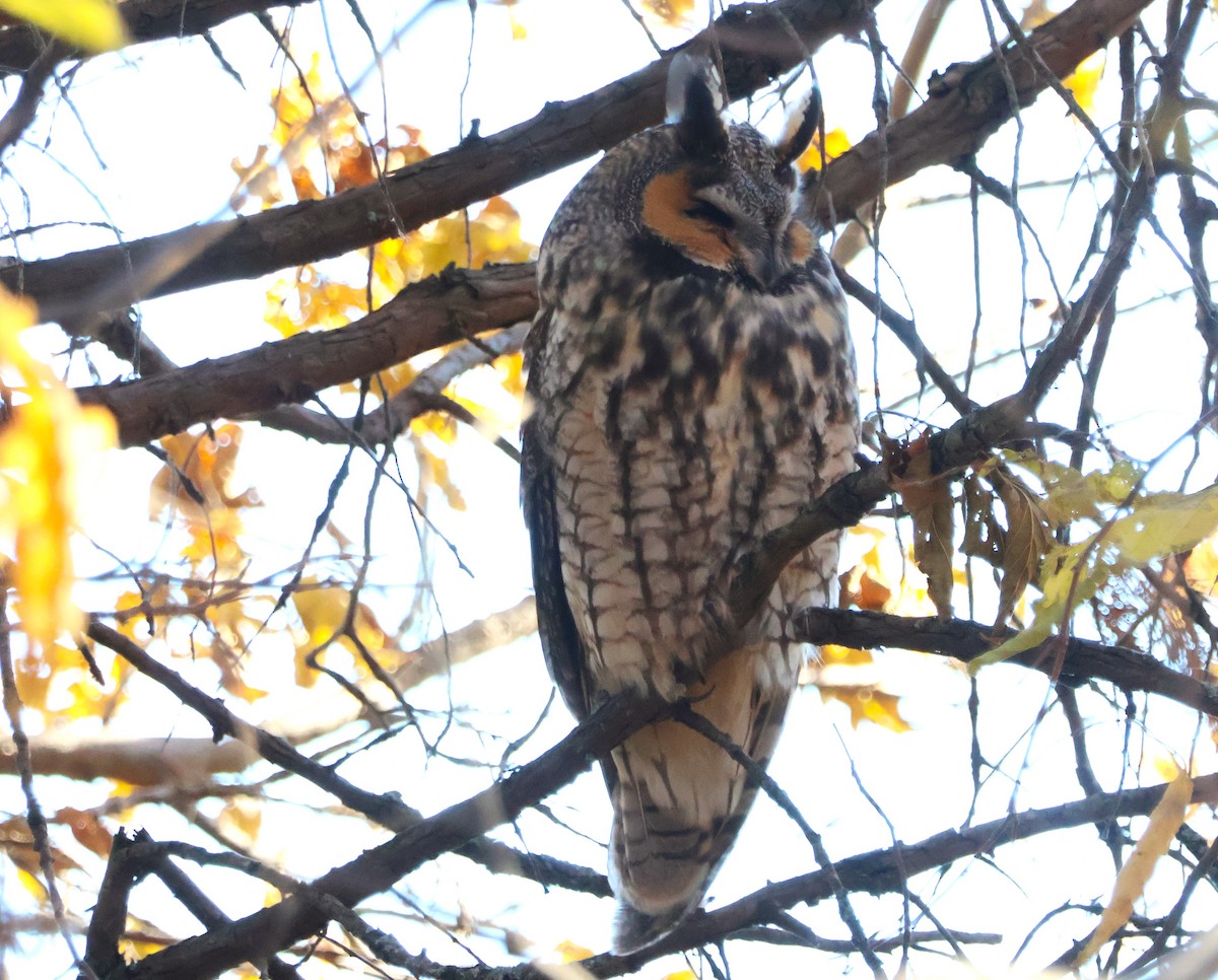 Hibou moyen-duc - ML645329496