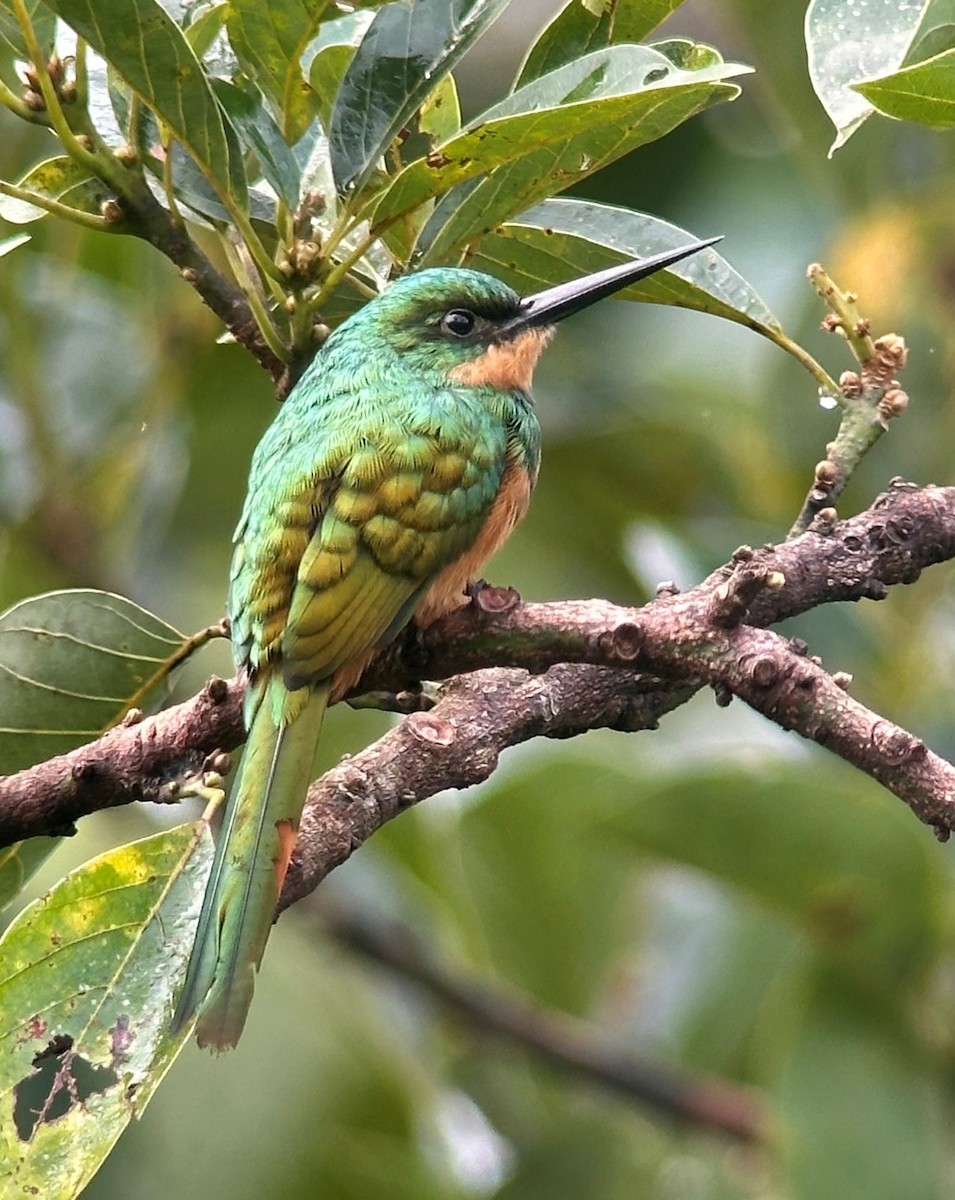 Jacamar à queue rousse - ML645329498
