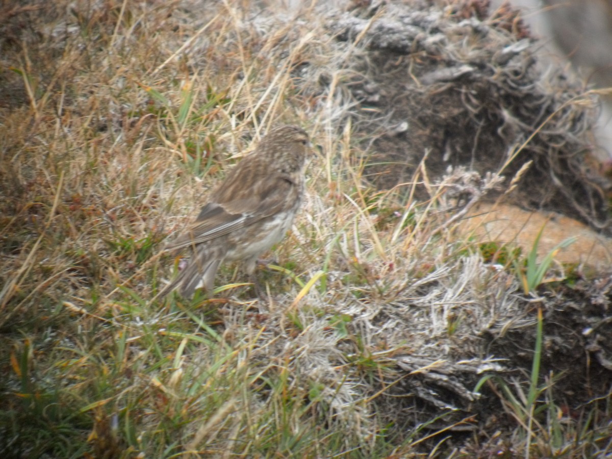 Linotte à bec jaune - ML645329500