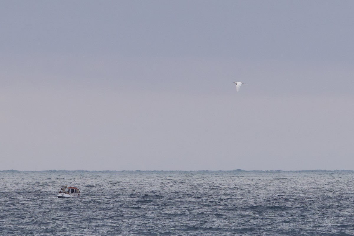 Grande Aigrette - ML645329501