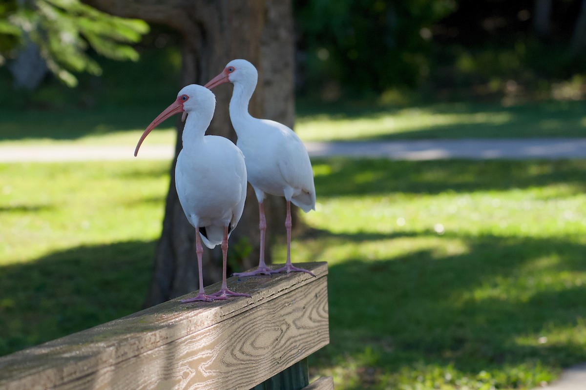 Ibis blanc - ML645329502