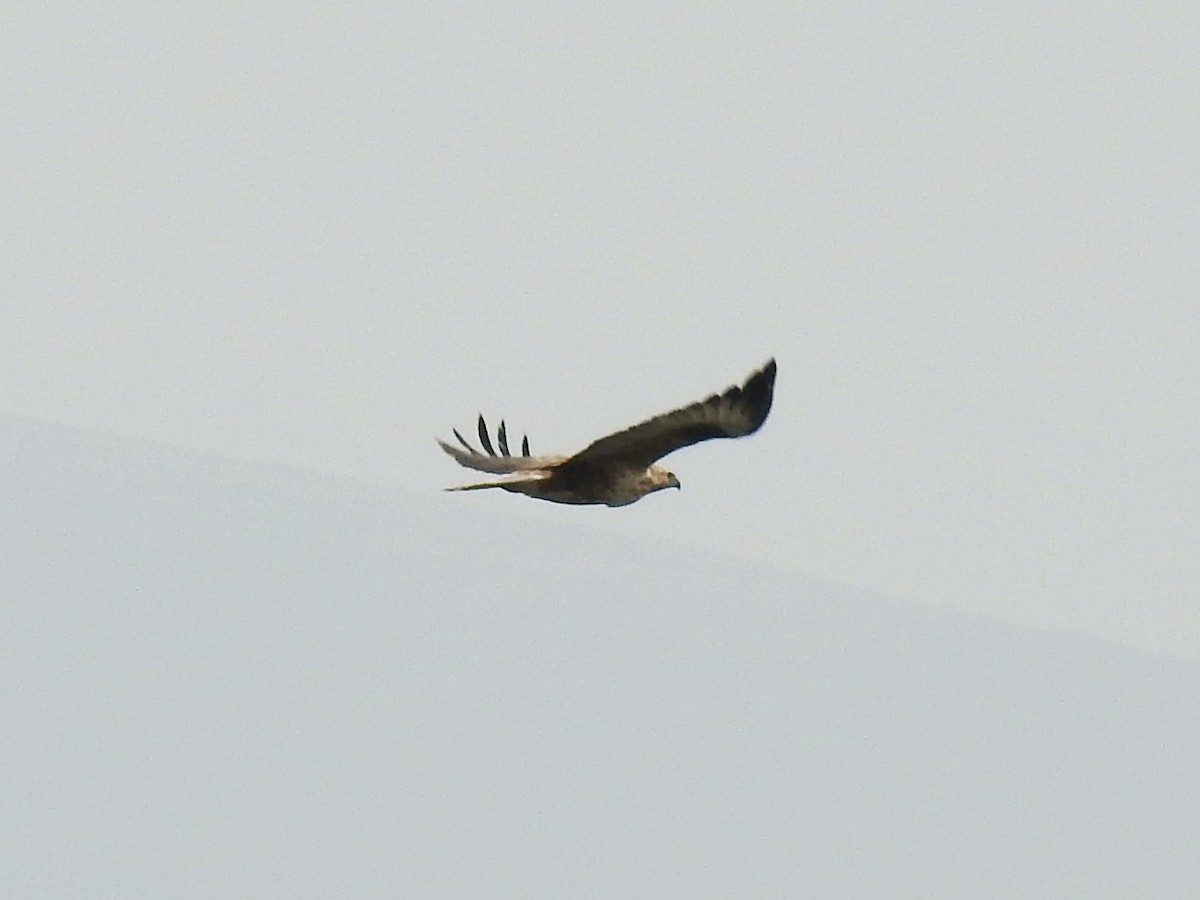 Long-legged Buzzard - ML645329503